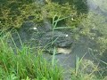 video - attaque de brochet - en direct sur un - gardon