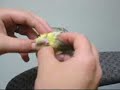 Scritch a birdie\ Scritch a birdie\