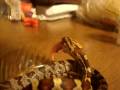 Le Ungry Nake