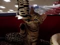 toy therapy for depressed cat3 toy therapy for depressed cat3