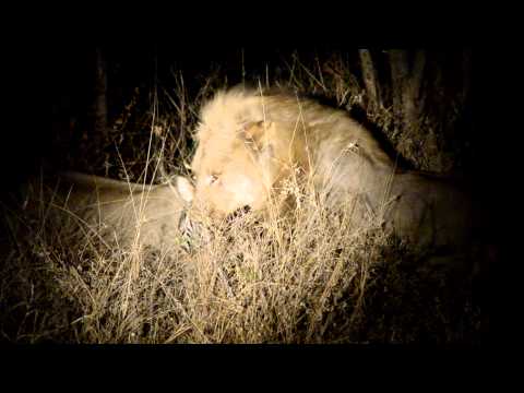 young male lion