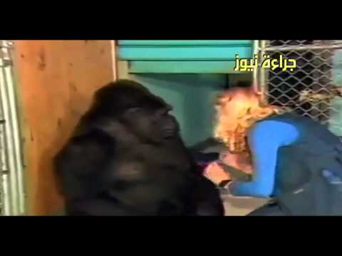 Gorilla