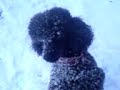Tjabo i snow