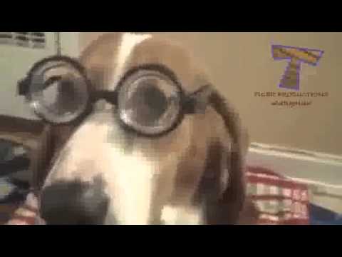 Katzen und Hunde Brille Lustigen und niedlichen Tier-Zusammenstellung