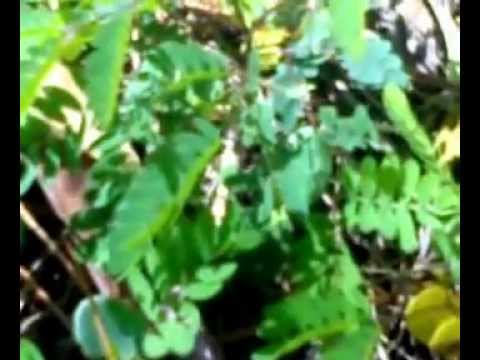 Angico