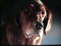 Fluke (the dog movie) - To Be By Your Side