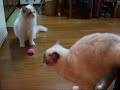 ?????????(=^?^=)?marriage meeting