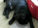 Kona the Pug