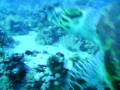 videos de tortue  en plongée sous marine croisière nord égypte 2008
