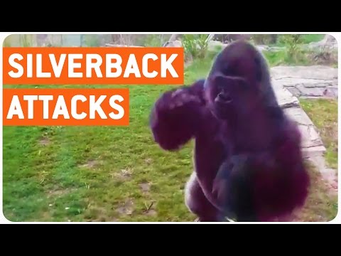 Never Underestimate A Gorilla