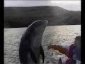 Fungi Dingle Co Kerry Ireland Dolphin Jumping