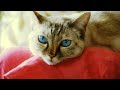 1080p 24 Panasonic GH1 Kitty test Color Corrected HD Lumix