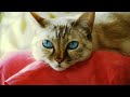 1080p 24 Panasonic GH1 Kitty test Color Corrected HD Lumix