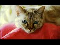 1080p 24 Panasonic GH1 Kitty test Color Corrected HD Lumix