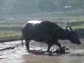 Philippines - Carabau ploughing a rice field