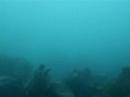 freedive oddicombe 2