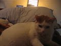 Parker the Killer Cat