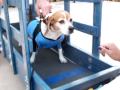 Beagle with t-shirt learns to use dog treadmill