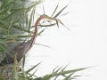 garza imperial - purple imperial - ardea purpurea garza imperial - purple imperial - ardea purpurea