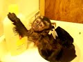 Mali the monkey Mali the monkey