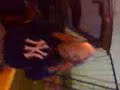 CORTOMETRAJES MACABROZ 2