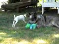 Australian Cattle Dog babysitting Jack Russel againl Australian Cattle Dog babysitting Jack Russel againl