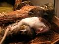 videos de Christophers retic Python baby