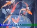 Blackwater Creek: Select Butterfly 8-10\" Blackwater Creek: Select Butterfly 8-10\"
