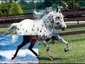 ma passion les chevaux . ma passion les chevaux .