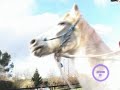 horse-and-cat-playing-parelli-at-liberty-together.html