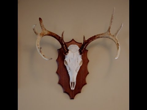 how to attach european skull mount to plaque