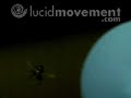A fly taking off in high-speed / slow motion