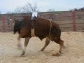 Wilfong Bucking Bulls Flat Spinner Wilfong Bucking Bulls Flat Spinner