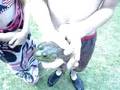 Monster Bulllfrog