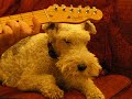 Max the Singing Dog