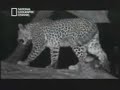 Must See! [ Wild Animals have feelings too ]