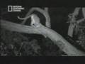Must See! [ Wild Animals have feelings too ]