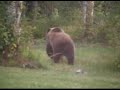 Grizzly Bear In Suburbia Grizzly Bear In Suburbia
