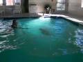 videos de k2c2 - Katelyn doing a front flip and a back flip in the swimming pool - Nov. 2008