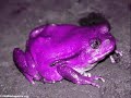 rabbi nachman frog style