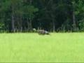 More Wild Turkeys Spotted This Spring/Summer.
