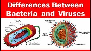 Viruses vs. Bacteria | What’s The Difference?