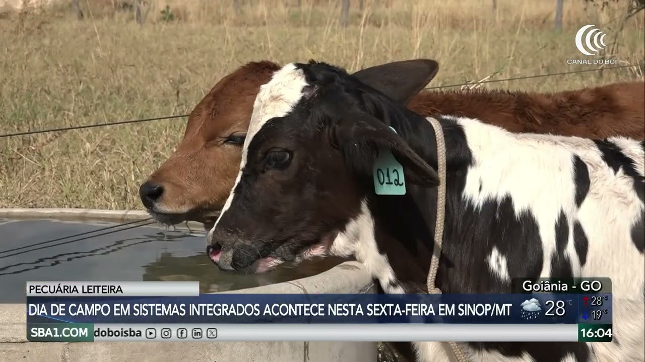 Dia de campo busca ampliar produção leiteira no Mato Grosso