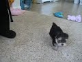 TINY TEACUP MORKIES! - www.yorkiecuties.com (video #10)