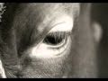 Création D un Ministère De La Condition Animale - Pétition