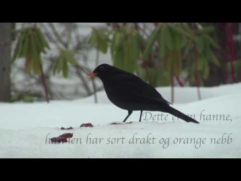 YouTube sitt forhåndsvisningsbilde