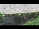 3birds