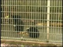 Orphaned Bear Cubs At Northwoods Wildlife Center