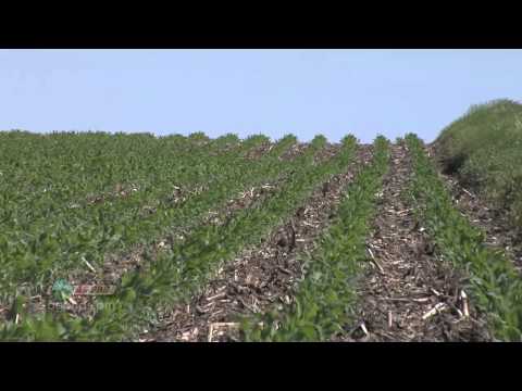 how to grow soybeans