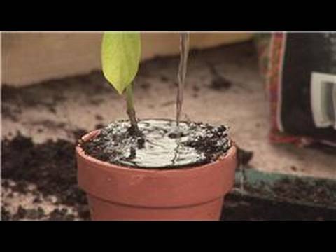 how to transplant chilli seedlings